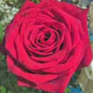 Meet your Posher, Krystina